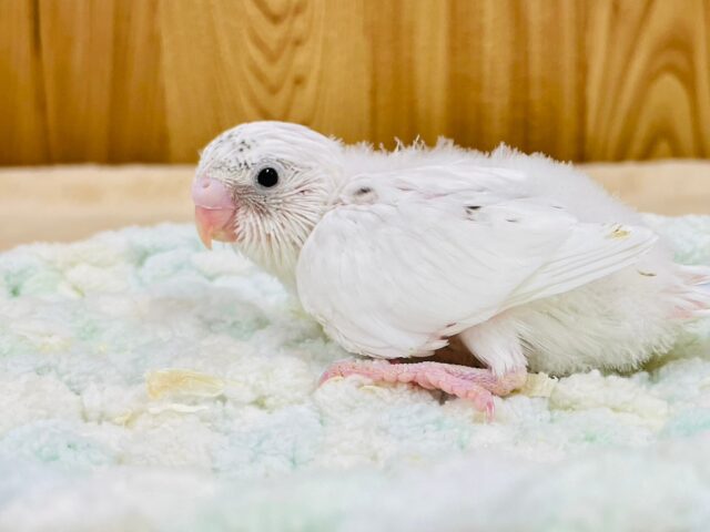 【最新動画更新🪄】白多めのごま塩ちゃん♡セキセイインコ(ハルクイン)ヒナ セキセイインコ