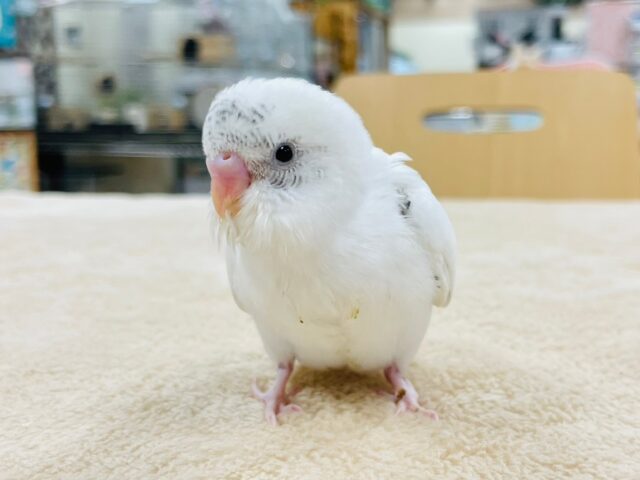 【最新動画更新🪄】白多めのごま塩ちゃん♡セキセイインコ(ハルクイン)ヒナ セキセイインコ