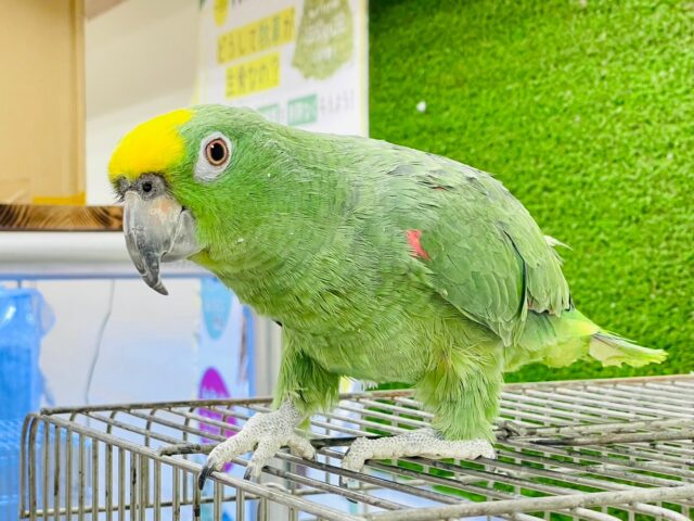 キビタイボウシインコ