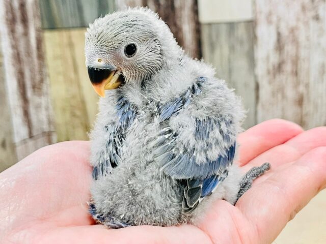 【最新画像更新🪄】わたっ子可愛過ぎ💕コザクラインコ(バイオレット)ヒナ コザクラインコ(小桜インコ)