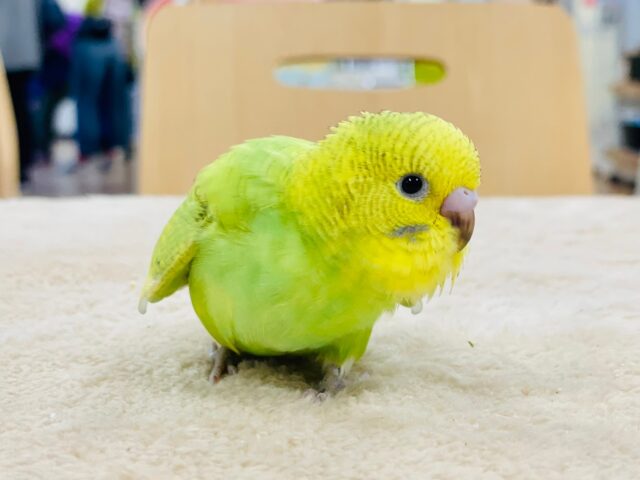 セキセイインコ