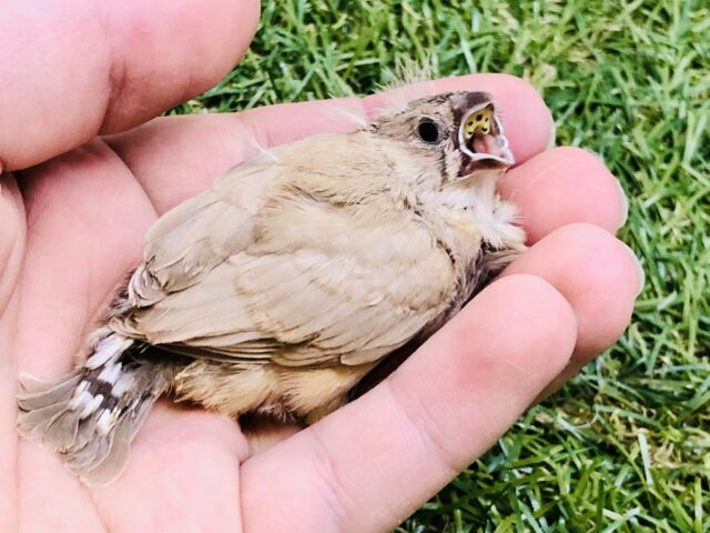 錦花鳥（キンカチョウ）