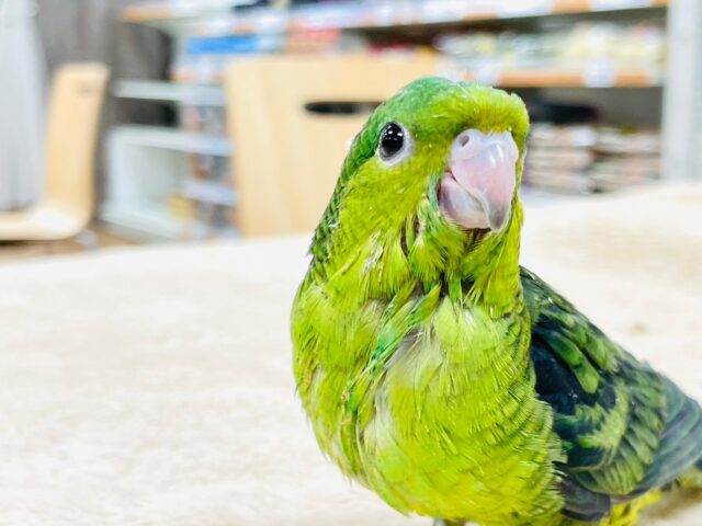 サザナミインコ