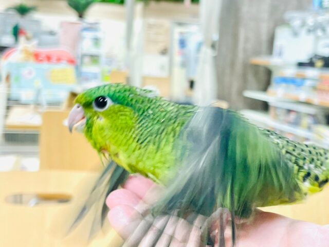 サザナミインコ