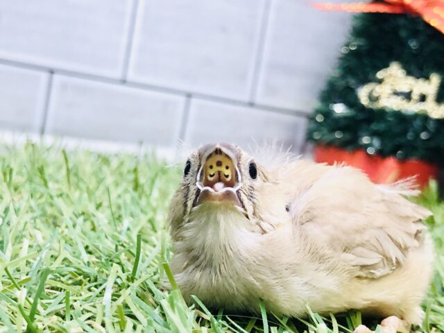 錦花鳥（キンカチョウ）