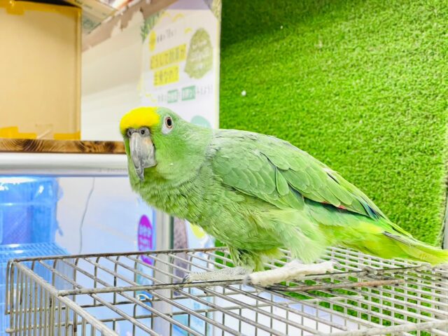 キビタイボウシインコ