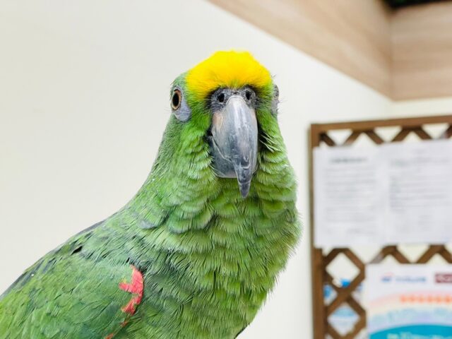 キビタイボウシインコ