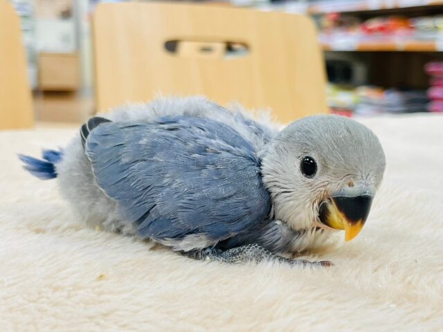 【最新画像更新🪄】わたっ子可愛過ぎ💕コザクラインコ(バイオレット)ヒナ コザクラインコ(小桜インコ)