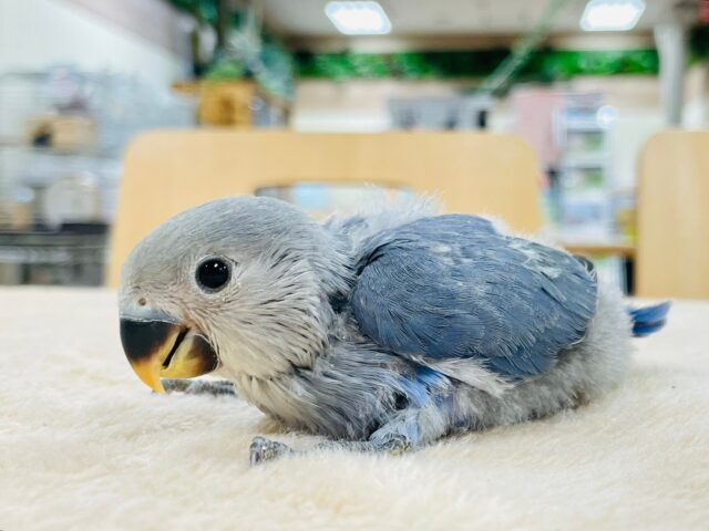 【最新画像更新🪄】わたっ子可愛過ぎ💕コザクラインコ(バイオレット)ヒナ コザクラインコ(小桜インコ)