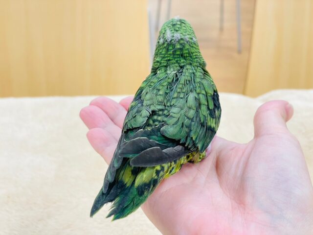 サザナミインコ