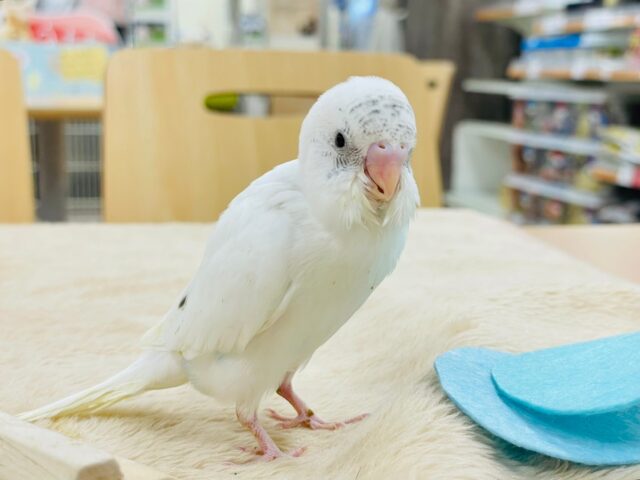 【最新動画更新🪄】白多めのごま塩ちゃん♡セキセイインコ(ハルクイン)ヒナ セキセイインコ