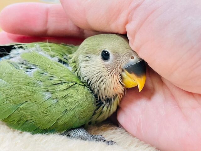 コザクラインコ（小桜インコ）