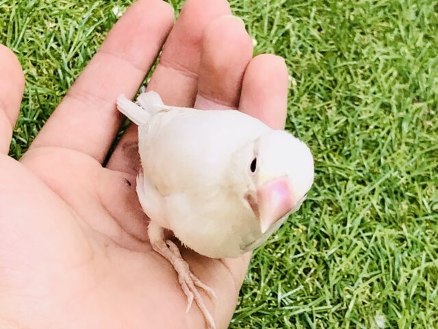 シルバーイノ文鳥