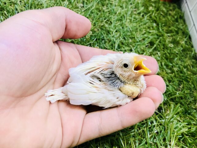 【最新画像更新☆☆】真っ白雪化粧で華やか~ 白文鳥 白文鳥