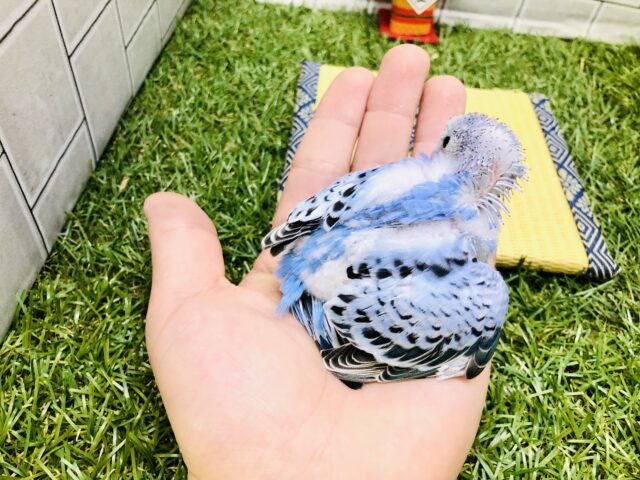 王道人気カラー!! セキセイインコ セキセイインコ