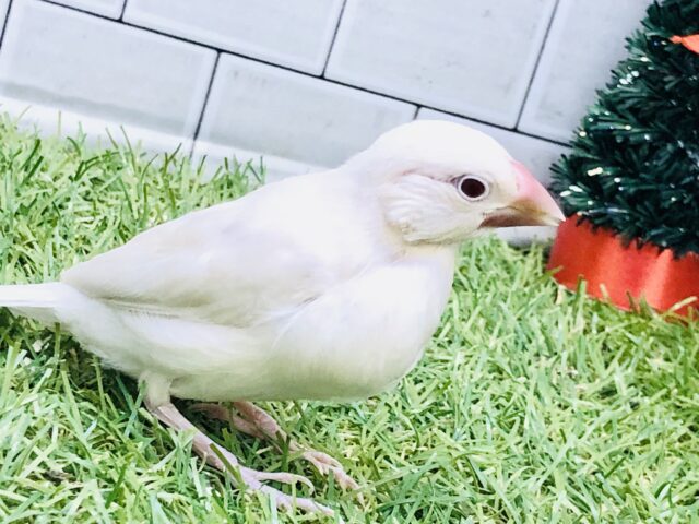 シルバーイノ文鳥
