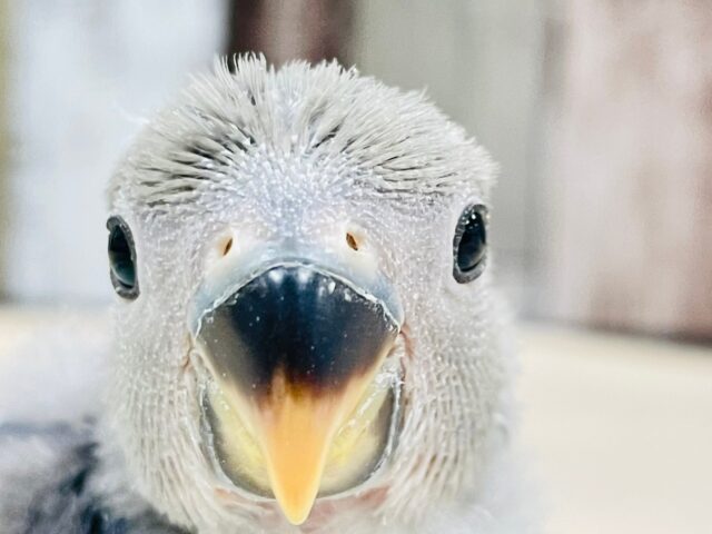 【最新画像更新🪄】わたっ子可愛過ぎ💕コザクラインコ(バイオレット)ヒナ コザクラインコ(小桜インコ)