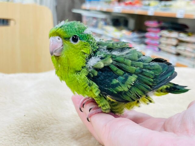 サザナミインコ