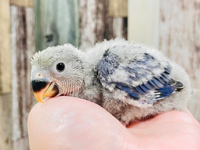 【最新画像更新🪄】わたっ子可愛過ぎ💕コザクラインコ(バイオレット)ヒナ コザクラインコ(小桜インコ)