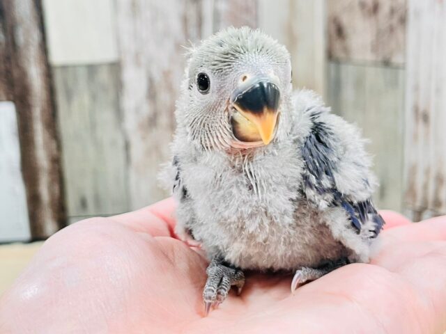 【最新画像更新🪄】わたっ子可愛過ぎ💕コザクラインコ(バイオレット)ヒナ コザクラインコ(小桜インコ)