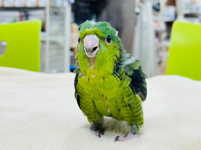 サザナミインコ