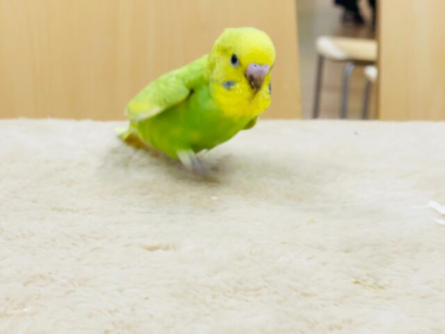 セキセイインコ