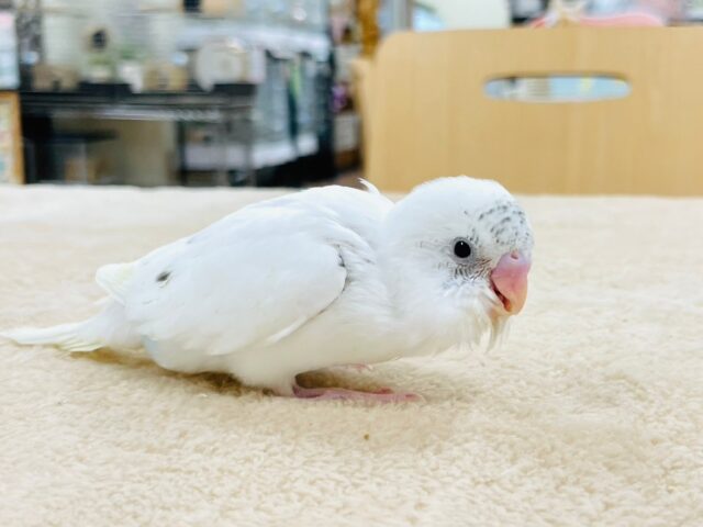 【最新動画更新🪄】白多めのごま塩ちゃん♡セキセイインコ(ハルクイン)ヒナ セキセイインコ