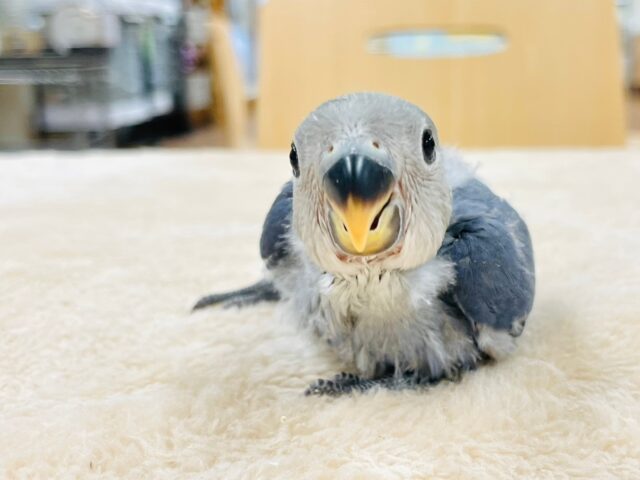 【最新画像更新🪄】わたっ子可愛過ぎ💕コザクラインコ(バイオレット)ヒナ コザクラインコ(小桜インコ)