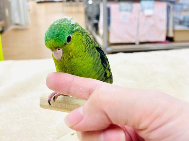 サザナミインコ