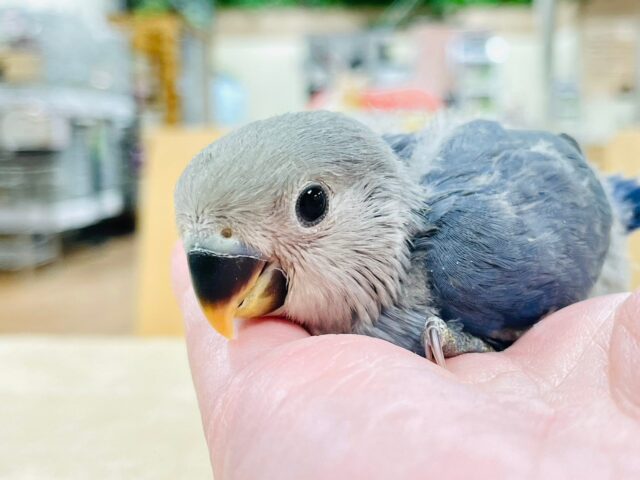 【最新画像更新🪄】わたっ子可愛過ぎ💕コザクラインコ(バイオレット)ヒナ コザクラインコ(小桜インコ)