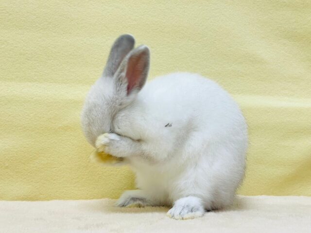 ドワーフラビット