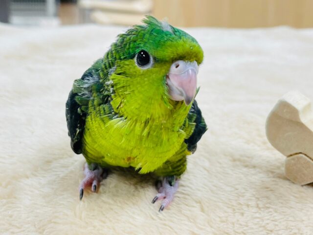サザナミインコ