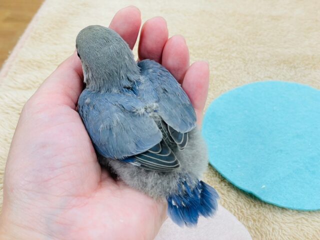 【最新画像更新🪄】わたっ子可愛過ぎ💕コザクラインコ(バイオレット)ヒナ コザクラインコ(小桜インコ)