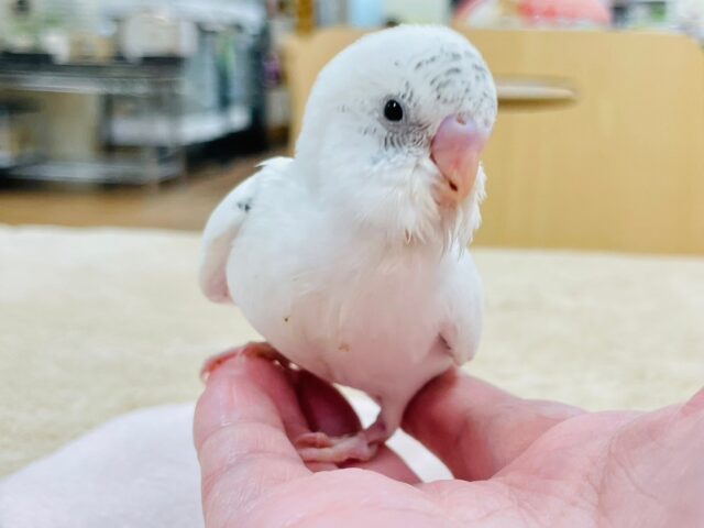 【最新動画更新🪄】白多めのごま塩ちゃん♡セキセイインコ(ハルクイン)ヒナ セキセイインコ