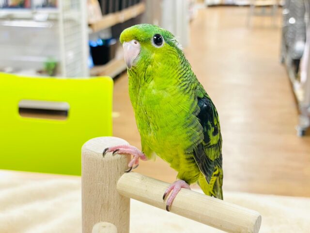 サザナミインコ