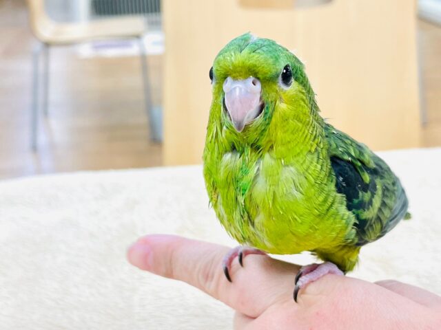 サザナミインコ