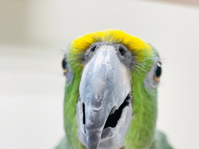 キビタイボウシインコ