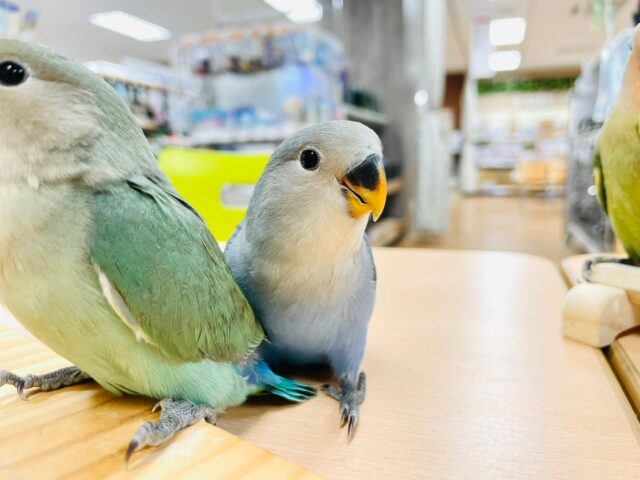 コザクラインコ（小桜インコ）