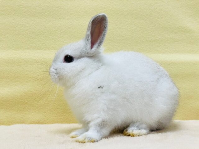 ドワーフラビット