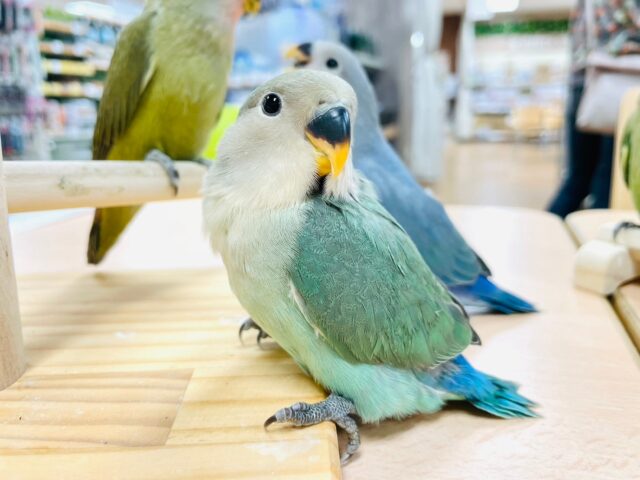 コザクラインコ（小桜インコ）