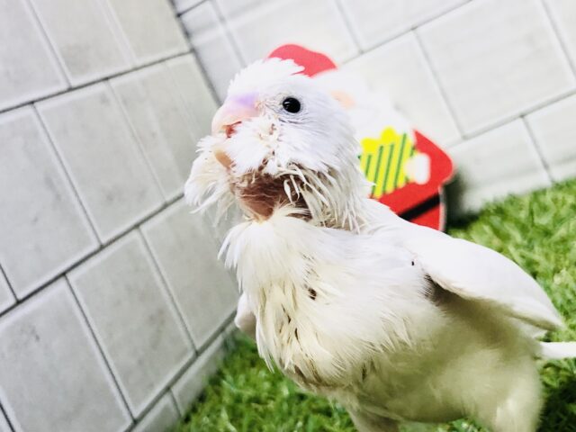 セキセイインコ