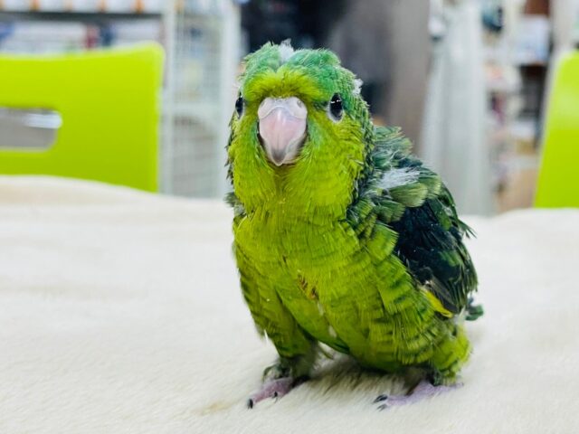 サザナミインコ