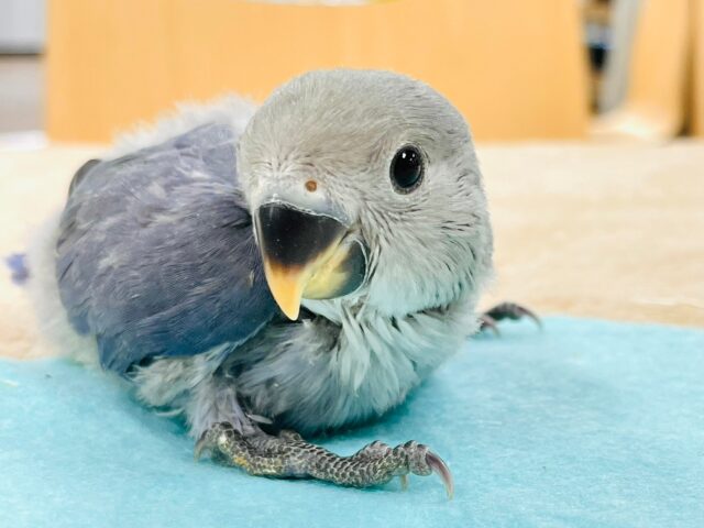 【最新画像更新🪄】わたっ子可愛過ぎ💕コザクラインコ(バイオレット)ヒナ コザクラインコ(小桜インコ)