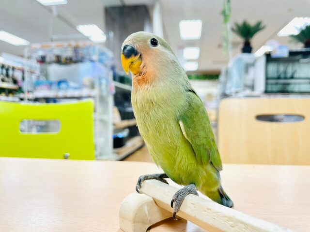 コザクラインコ（小桜インコ）