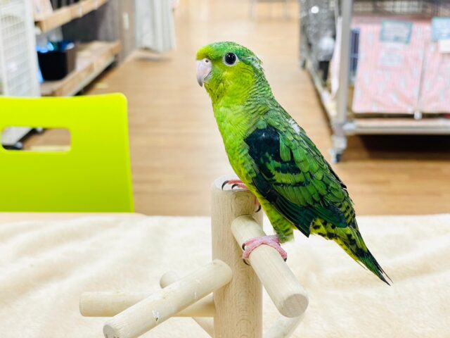 サザナミインコ