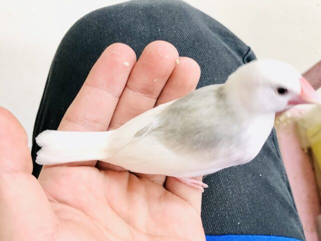白文鳥