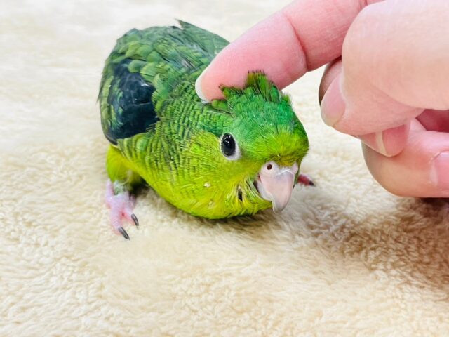 サザナミインコ
