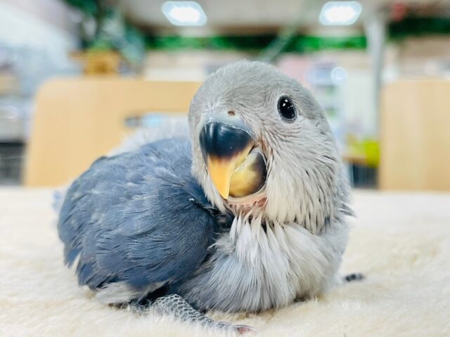 【最新画像更新🪄】わたっ子可愛過ぎ💕コザクラインコ(バイオレット)ヒナ コザクラインコ(小桜インコ)