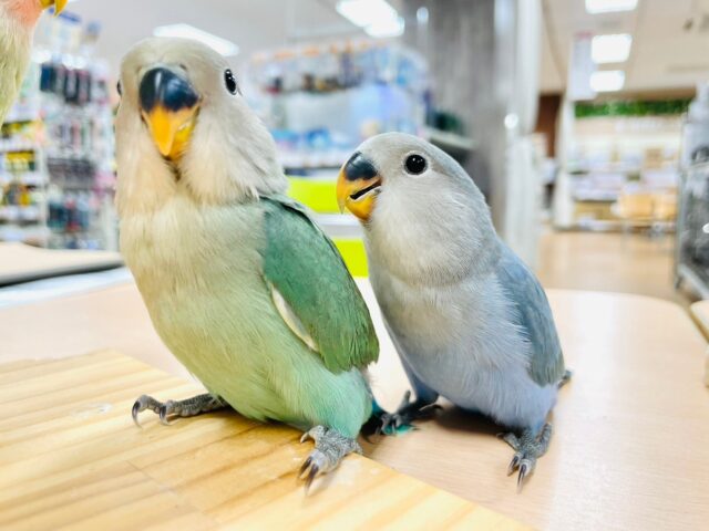 コザクラインコ（小桜インコ）