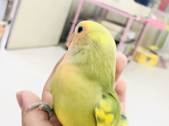 コザクラインコ（小桜インコ）